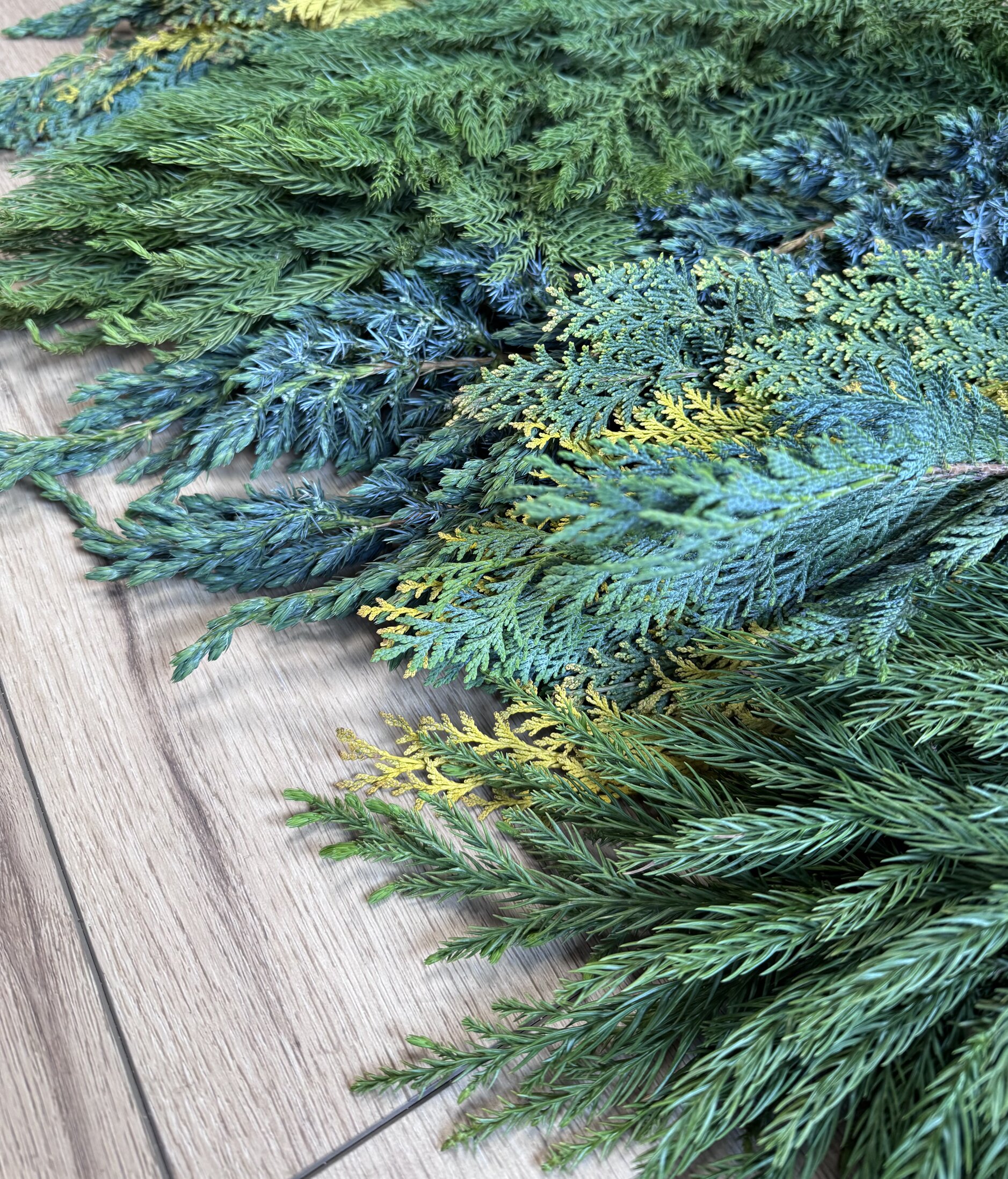 Reihen von immergrünen Pflanzen auf einem Feld